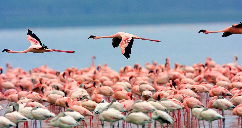 1-day-lake-nakuru-national-park-day-trip-1