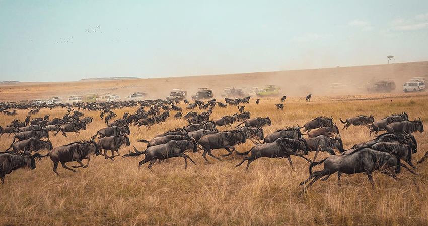 4-days-great-masai-mara-luxury-migration-safari-1