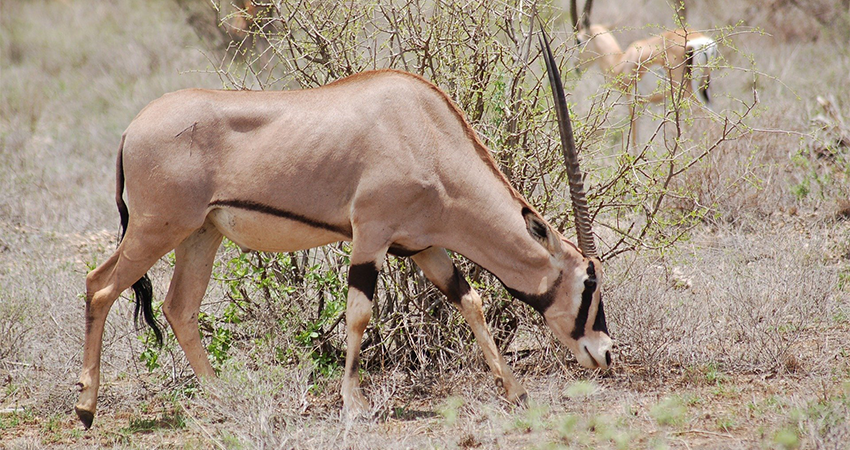 5-days-kenya-magical-safari-1