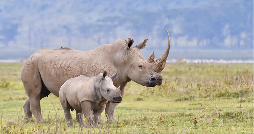 5-days-masai-mara-lake-naivasha-lake-nakuru-safari-1