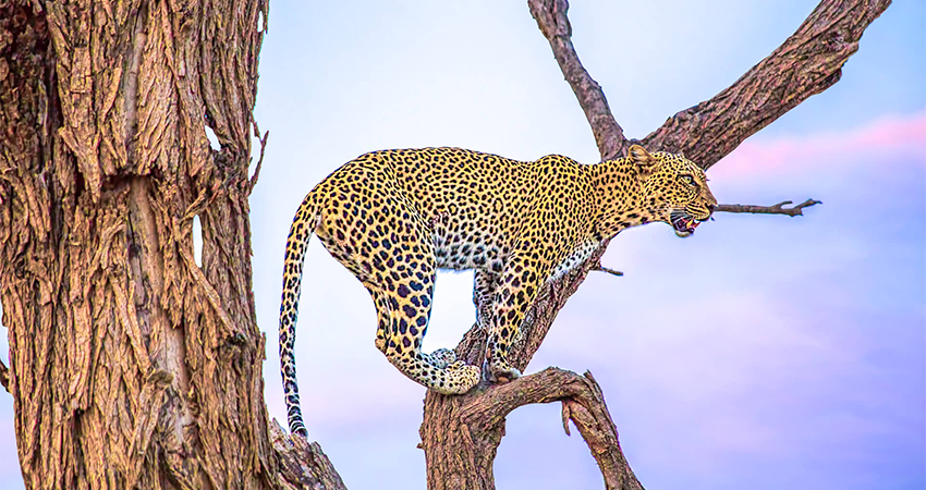 7-days-aberdares-samburu-lake-nakuru-masai-mara-luxury-safari-1