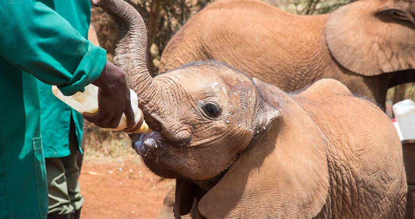 daphne-sheldrick-elephant-orphanage-day-trip-1
