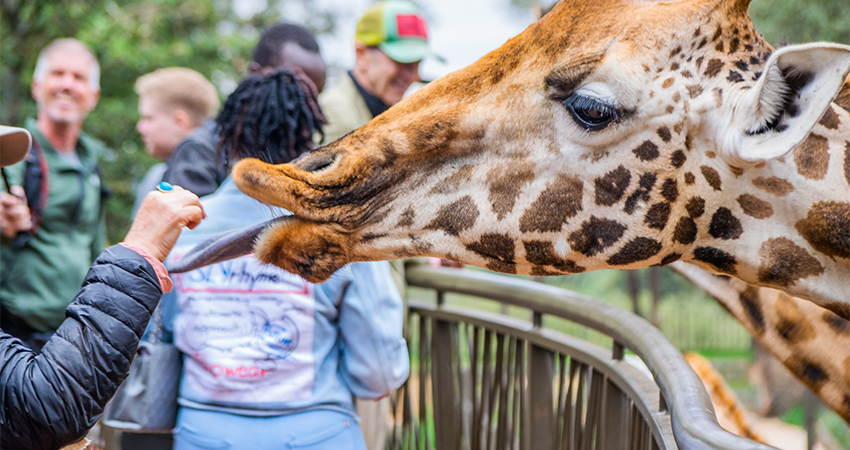 giraffe-centre-and-david-sheldrick-half-day-tour-1