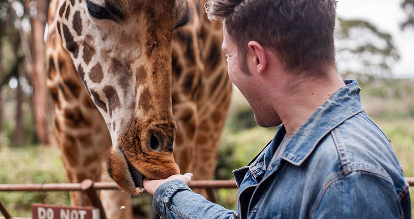 giraffe-centre-tour-1