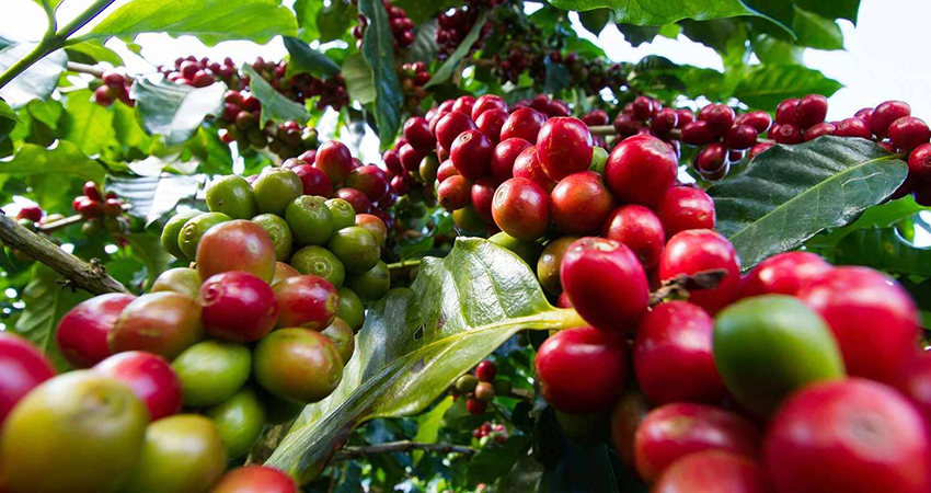private-tour-to-fairview-coffee-farm-in-nairobi-with-pickup-1