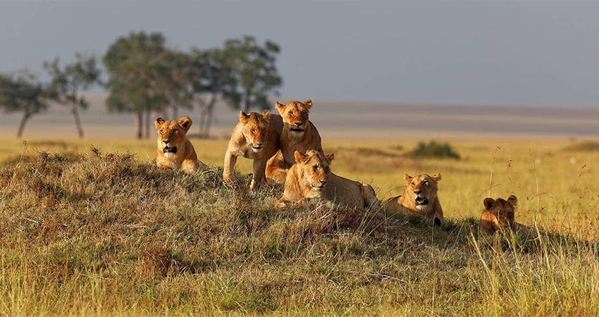 8-days-lake-nakuru-amboseli-lake-manyara-serengeti-ngorongoro-crater